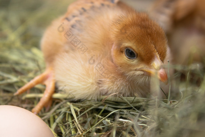 特写镜头黄色的鸡的巢黄色的小鸡新鲜的蛋的巢的农场家禽农业农业特写镜头黄色的鸡的巢黄色的小鸡新鲜的蛋的巢的农场家禽农业