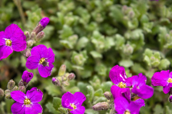 紫色的花背景绿色叶子小粉红色的花春天粉红色的花紫色的花背景绿色叶子小粉红色的花春天