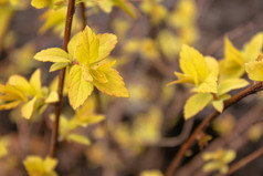 小黄色的叶子的分支机构特写镜头小黄色的叶子的分支机构