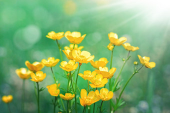 黄色的花背景夏天梅多斯和阳光黄色的野花黄色的花背景夏天梅多斯和阳光
