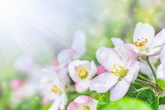 盛开的苹果树的花园特写镜头与白色花白色花的苹果树盛开的苹果树的花园特写镜头与白色花