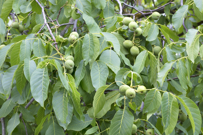 新鲜的绿色年轻的胡桃木水果分支对背景多汁的绿色树叶子绿色胡桃木水果年轻的明亮的绿色树