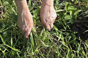 的农民自己删除杂草从的土壤的场除草草莓灌木的农民杂草的花园和删除的杂草