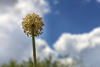 洋<strong>葱</strong>茎与黄色的<strong>种</strong>子颜色对的蓝色的天空和白色云洋<strong>葱</strong>茎与黄色的花<strong>种</strong>子对的蓝色的天空