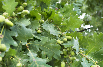 新鲜的变形绿色年轻的橡子分支对背景多汁的绿色橡木叶子后雨绿色橡木水果年轻的光绿色树