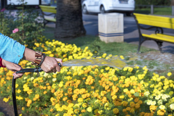 女手持有橡胶软管浇水<strong>橙色系</strong>花城市花床上女人浇水的黄色的花城市花圃
