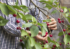 年轻的农民收获收获红色的成熟的樱桃的夏天花园特写镜头视图年轻的农民收获红色的成熟的樱桃