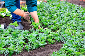 使用独家新闻农民植物花圃与他的自己的手和删除杂草从的土壤的花园清晰的春天一天农民植物花花床上与独家新闻