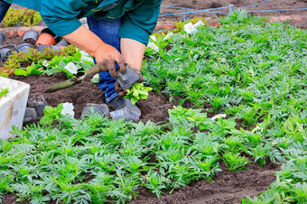 使用独家新闻的农民植物幼苗花的<strong>花圃</strong>拉他们出小塑料锅和种植他们的地面的农民植物幼苗花的<strong>花圃</strong>使用独家新闻