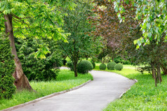 绕组沥青路为行人去通过风景如画的绿色夏天公园与软阳光和的一边的路在那里是许多美丽的装饰灌木与轮形状和树绕组沥青路为行人通过公园与许多美丽的装饰灌木和树