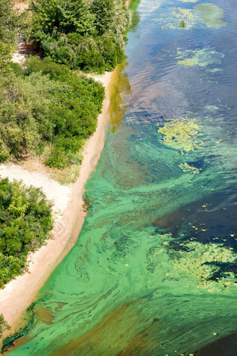 蓝绿色藻类封面的表面的开花水河与电影沿着的海岸河水污染环境问题的海岸的表面的河覆盖与薄膜蓝绿色藻类