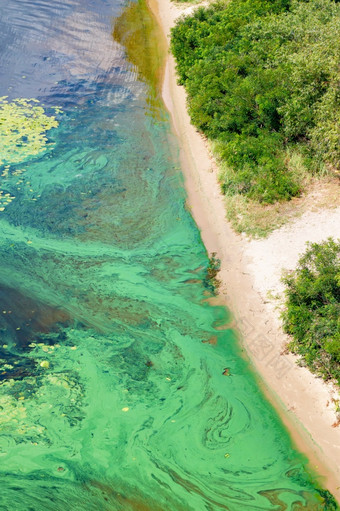 河水污染<strong>蓝</strong>绿色藻类封面的表面的新鲜的水河密集的面纱沿着的桑迪海岸环境问题复制空间的桑迪海岸的表面的河在那里厚面纱<strong>蓝</strong>绿色藻类复制空间