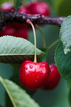 特写镜头成熟的红色的樱桃浆果树在绿色叶子