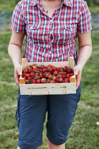 女人持有容器填满与新鲜的草莓选首页水果花园坦诚的人真正的时刻真实的的情况下