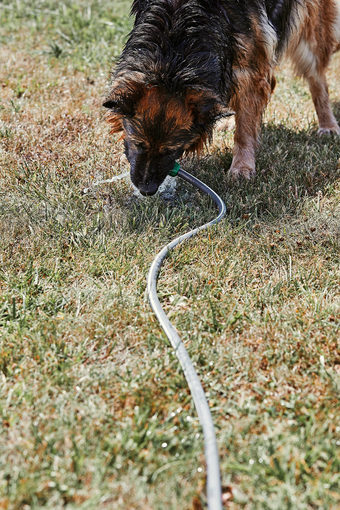 渴了狗喝水从花园软管狗令人心寒的自己玩与水而热夏天一天花园真正的时刻真实的的情况下