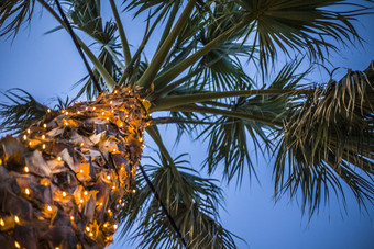 向上拍摄高棕榈树下蓝色的天空小领导灯闪闪发光的周围的树干电缆线挂低下的叶子聚会地点设计的想法向上拍摄高棕榈树下蓝色的天空小领导灯闪闪发光的周围的树干电缆线挂低下的叶子聚会地点设计的想法