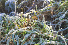 特写镜头冻植物的冬天