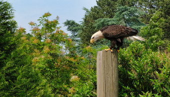 <strong>捕食者</strong>鸟的树的多变的hawk-eagle冠毛犬hawk-eagle尼萨埃图斯肝硬化数目荷兰<strong>捕食者</strong>鸟的树的多变的hawk-eagle冠毛犬hawk-eagle尼萨埃图斯肝硬化