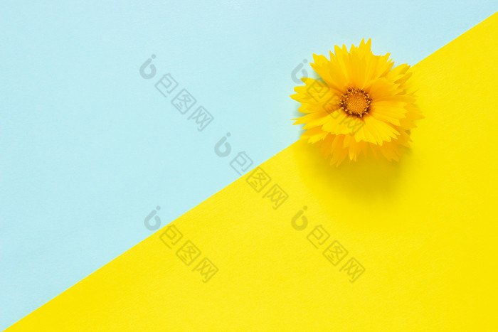 一个黄色的金鸡菊花蓝色的和黄色的纸背景最小的风格复制空间模板为刻字文本你的设计有创意的前视图一个黄色的金鸡菊花蓝色的和黄色的纸背景最小的风格复制空间模板为刻字文本你的设计有创意的前视图