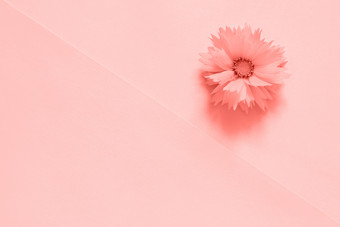 一个粉红色的花纸背景健美的时尚的珊瑚颜色的一年最小的风格复制空间模板为刻字文本你的设计有创意的前视图一个粉红色的花纸背景健美的时尚的珊瑚颜色的一年最小的风格复制空间模板为刻字文本你的设计有创意的前视图