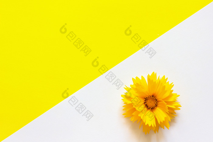 一个黄色的金鸡菊花白色和黄色的纸背景最小的风格复制空间模板为刻字文本你的设计有创意的前视图一个黄色的金鸡菊花白色和黄色的纸背景最小的风格复制空间模板为刻字文本你的设计有创意的前视图
