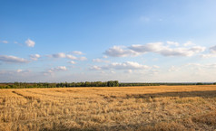 场割草小麦和多云的天空场割草小麦