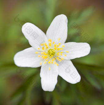 海葵nemorosa<strong>早春</strong>时节开花植物本地的欧洲白色早期春天花关闭海葵nemorosa<strong>早春</strong>时节开花植物本地的欧洲