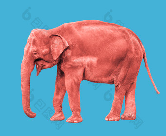 粉红色的珊瑚彩色的大象关闭大走大象孤立的蓝色的背景站大象完整的长度关闭女亚洲大象粉红色的珊瑚大象孤立的完整的长度
