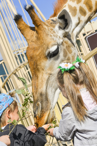 基辅乌克兰9月孩子们饲料长颈鹿的动物园小男孩和女孩饲料动物的动物园孩子们饲料长颈鹿的动物园小男孩和女孩饲料动物的动物园