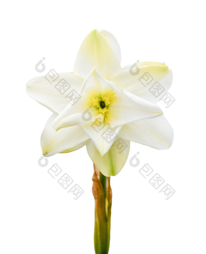 白色水仙花那喀索斯诗集孤立的白色背景完整的开放水仙花花头春天花白色水仙花那喀索斯诗集孤立的白色背景