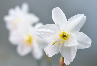 春天水仙花背景那喀索斯诗集孤立的光背景完全开放水仙花花春天花
