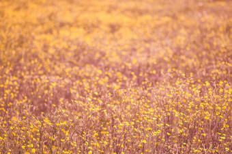盛开的粉红色的和黄色的春天草地场温柔的春天背景盛开的粉红色的春天草地场温柔的春天背景