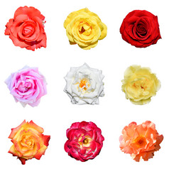 集合玫瑰不同的颜色孤立的白色背景玫瑰集前视图拼贴画玫瑰孤立的白色背景
