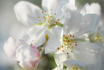 温柔的白色和粉红色的苹果花树分支<strong>春天背景</strong>苹果花树分支<strong>春天背景</strong>