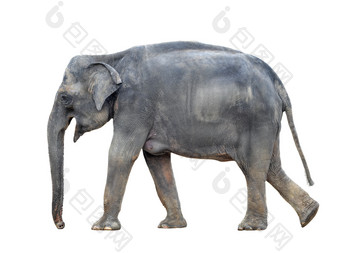 大象关闭大灰色走大象孤立的白色背景站大象完整的长度关闭女亚洲大象