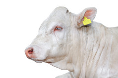 牛孤立的白色美丽的大白色牛肖像关闭农场动物牛肉牛孤立的白色