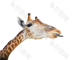可爱的长颈鹿肖像关闭有趣的长颈鹿头与长舌头孤立的白色背景的长颈鹿最高的和最大生活动物动物园可爱的长颈鹿孤立的白色背景
