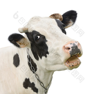 有趣的黑色的<strong>牛</strong>会说话的一个人<strong>牛</strong>动物的鼻口孤立的白色背景农场动物肖像年轻的的<strong>叫声牛</strong>关闭