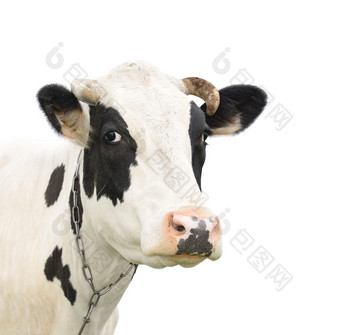 有趣的黑色的<strong>牛</strong>会说话的一个人<strong>牛</strong>动物的鼻口孤立的白色背景农场动物肖像年轻的的<strong>叫声牛</strong>关闭