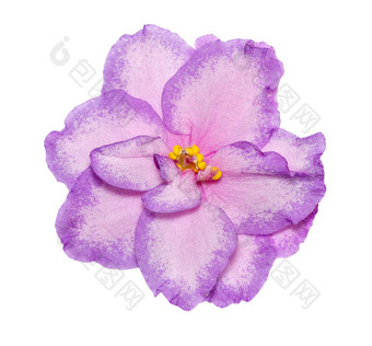美丽的花非洲紫罗兰色的孤立的白色宏照片非洲紫罗兰色的关闭