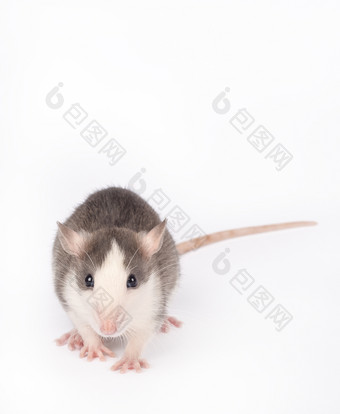 有趣的年轻的老鼠孤立的白色啮齿动物宠物驯养的老鼠关闭老鼠看的相机有趣的年轻的老鼠孤立的白色啮齿动物宠物驯养的老鼠关闭