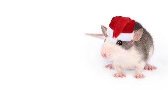 有趣的年轻的老鼠孤立的白色啮齿动物宠物驯养的老鼠关闭老鼠圣诞老人老人他有趣的年轻的老鼠孤立的白色啮齿动物宠物驯养的老鼠关闭