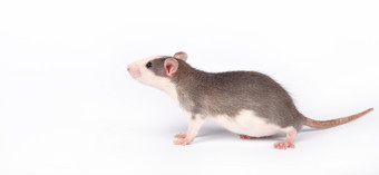 有趣的年轻的老鼠孤立的白色啮齿动物宠物驯养的老鼠关闭老鼠嗅探的空气有趣的年轻的老鼠孤立的白色啮齿动物宠物驯养的老鼠关闭