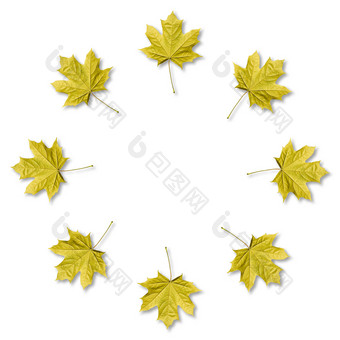 黄色的枫木叶子有组织的轮框架与复制空间秋天背景枫木叶子有组织的轮框架与复制空间秋天背景