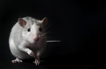 年轻的灰色的老鼠孤立的黑色的背景啮齿动物宠物驯养的老鼠关闭的老鼠看的相机年轻的灰色的老鼠孤立的黑色的背景啮齿动物宠物驯养的老鼠关闭老鼠嗅探的空气