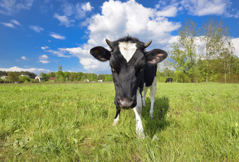 动物大鼻子的肖像牛与大鼻子的背景绿色场农场动物放牧牛动物大鼻子的肖像牛与大鼻子的背景绿色场农场动物放牧牛