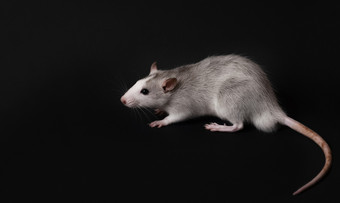 年轻的灰色的老鼠孤立的黑暗黑色的背景啮齿动物宠物驯养的老鼠关闭的老鼠看的相机年轻的灰色的老鼠孤立的黑色的背景啮齿动物宠物驯养的老鼠关闭的老鼠看的相机