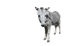驴完整的长度孤立的白色有趣的毛茸茸的灰色的驴站和看成相机农场动物复制空间有趣的毛茸茸的灰色的驴站和看成相机