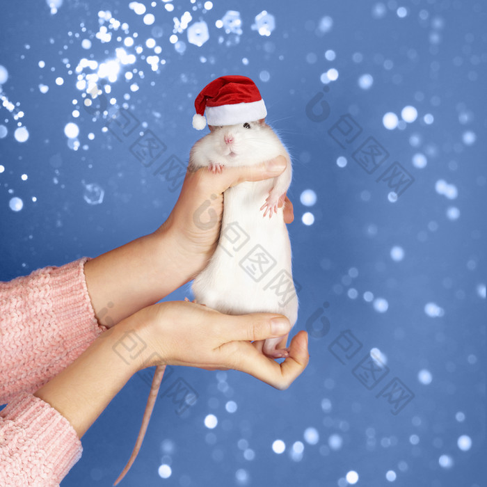 女手持有有趣的灰色的老鼠圣诞老人老人红色的他蓝色的背景和金闪光快乐新一年圣诞节概念女手持有有趣的灰色的老鼠圣诞老人老人红色的他蓝色的背景和金闪光