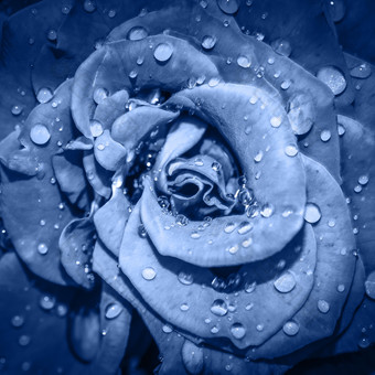 <strong>深蓝</strong>色的玫瑰花头关闭玫瑰与水滴前视图深焦点花瓣玫瑰关闭视图时尚的横幅与颜色的一年<strong>深蓝</strong>色的玫瑰花头关闭玫瑰与水滴